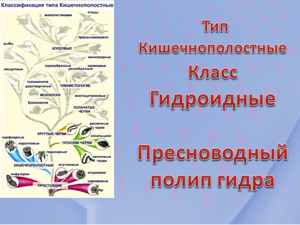 Кракен kr2web in магазин