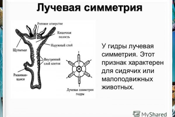 Гидра и кракен